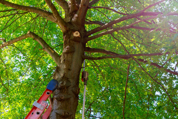 Kemp, TX Tree Services Company